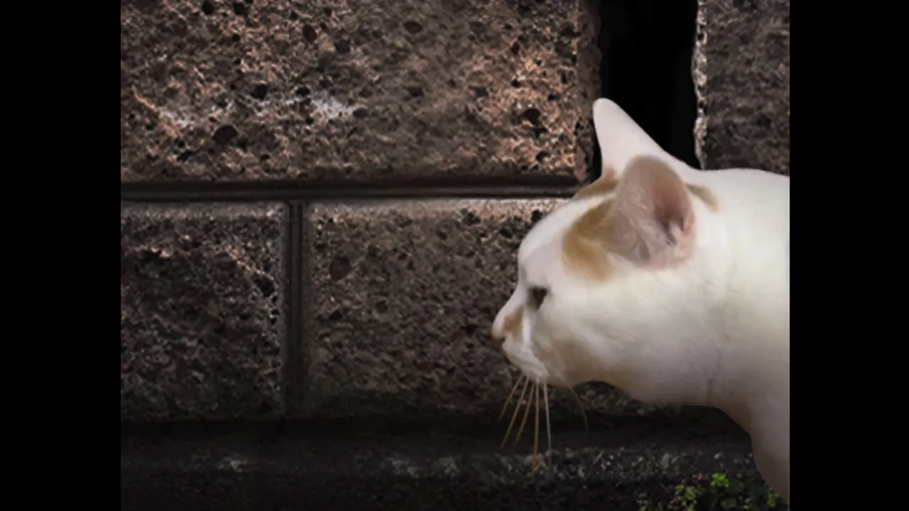 ����è֮����̷(è�����ð����Ϸ)v1.0 �ٷ������ͼ