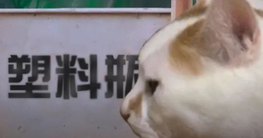 翌日猫之怪奇谭(猫咪解谜冒险游戏) 翌日猫之怪奇谭(猫咪解谜冒险游戏)