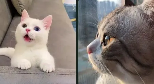 �����ֽ�㰲׿���ֻ���