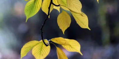 ͼ��(��Ƶ�༭����)