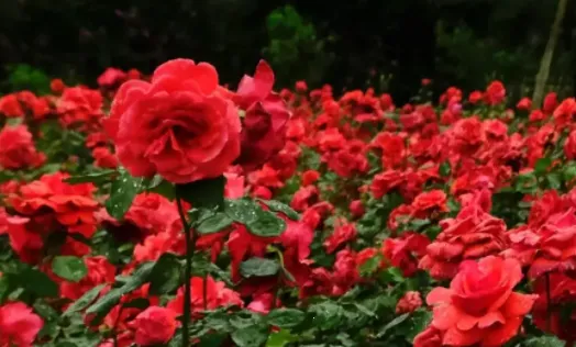 花海相机 花海相机