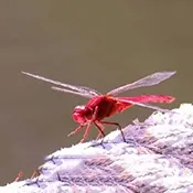 �����ѵ��Ӻ���(����ֱ��Ӧ��)