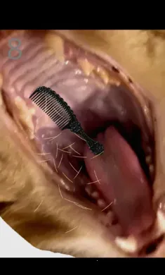 ��è��ë�����ֻ���v1.0 �ٷ������ͼ