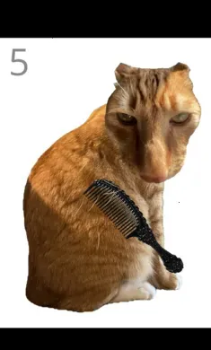 ��è��ë�����ֻ���v1.0 �ٷ������ͼ