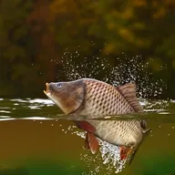 �����ֳ(����֪ʶƽ̨)